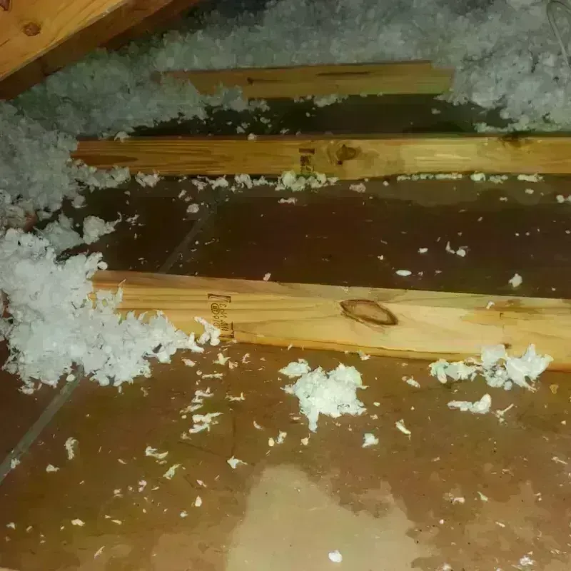 Attic Water Damage in Eden Valley, MN