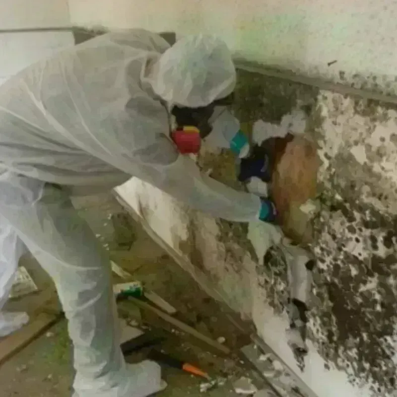 Mold Remediation and Removal in Eden Valley, MN